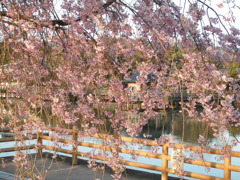 枝垂桜