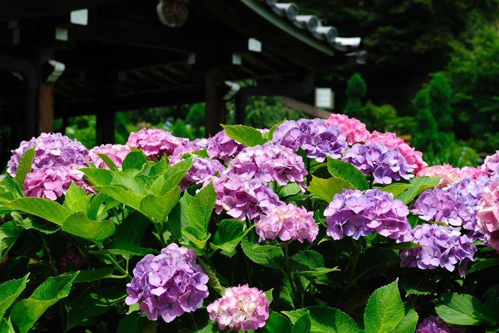 善峯寺08