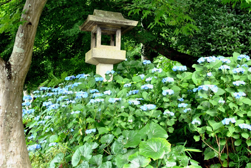 紫陽花03
