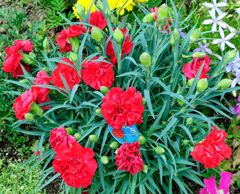 我が家の花壇-04