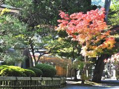 光明寺　紅葉03
