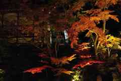 長岡天満宮ライトアップ06