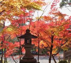 大原野神社_07