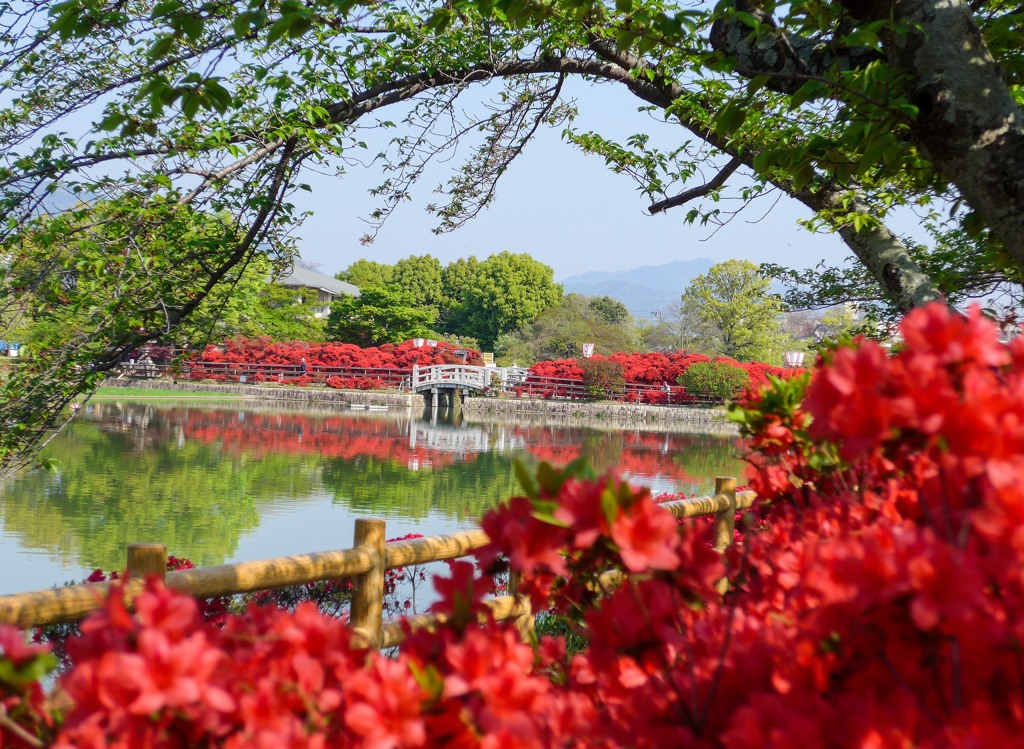 長岡天満宮のツツジ