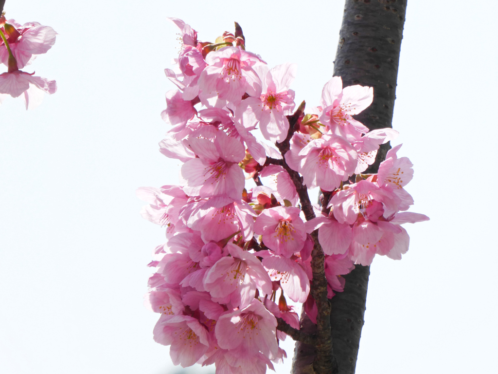 陽光桜02