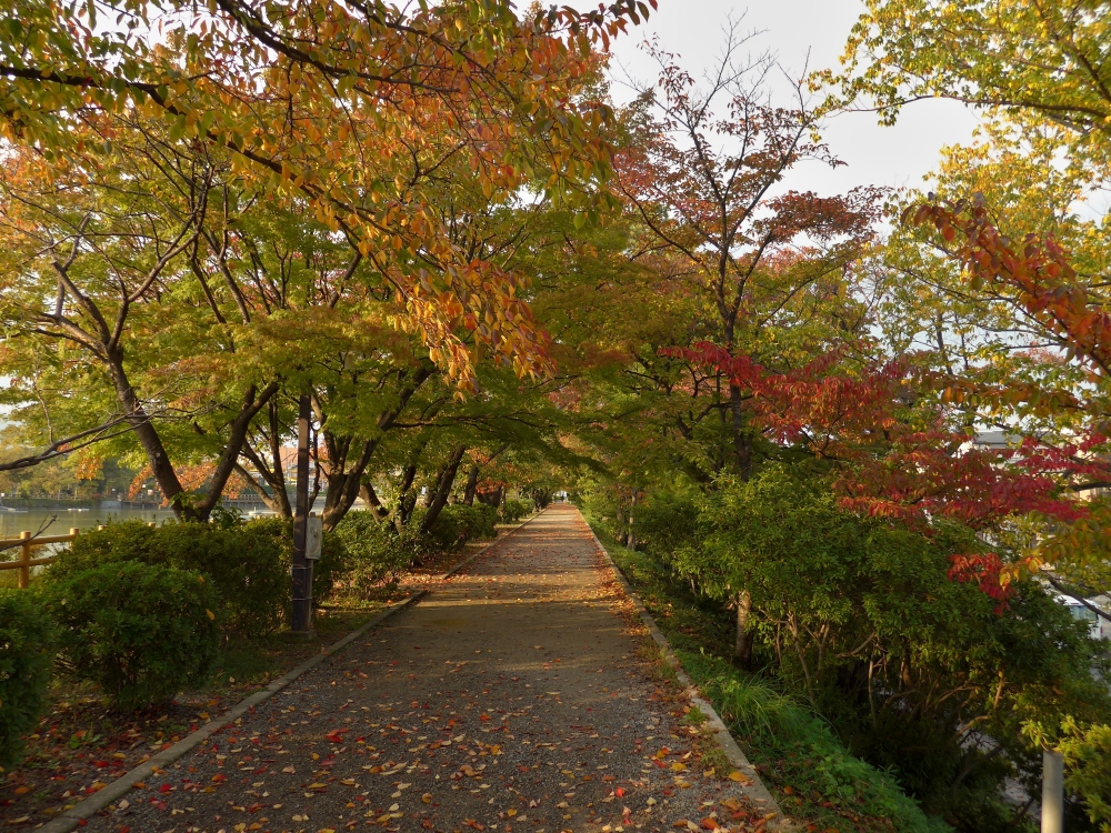 紅葉-12