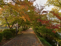 紅葉-12