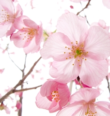 陽光桜_02