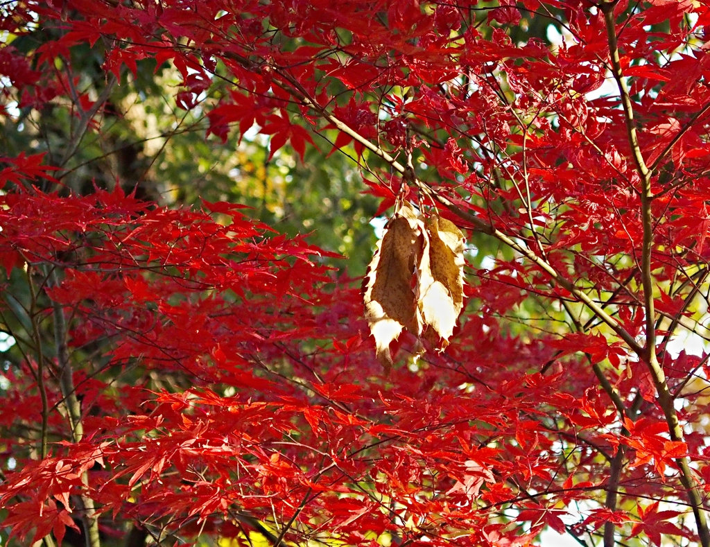 もみじに枯葉