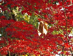 もみじに枯葉