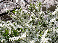 桜_03