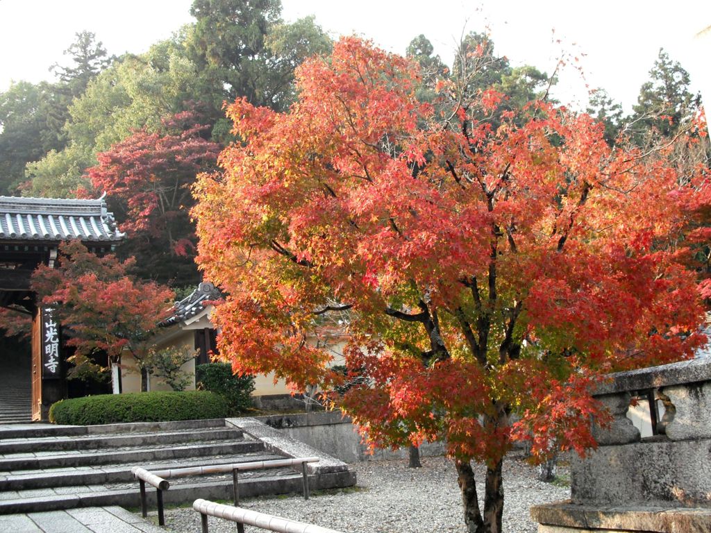 紅葉-01