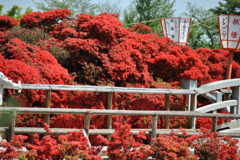 キリシマツツジ