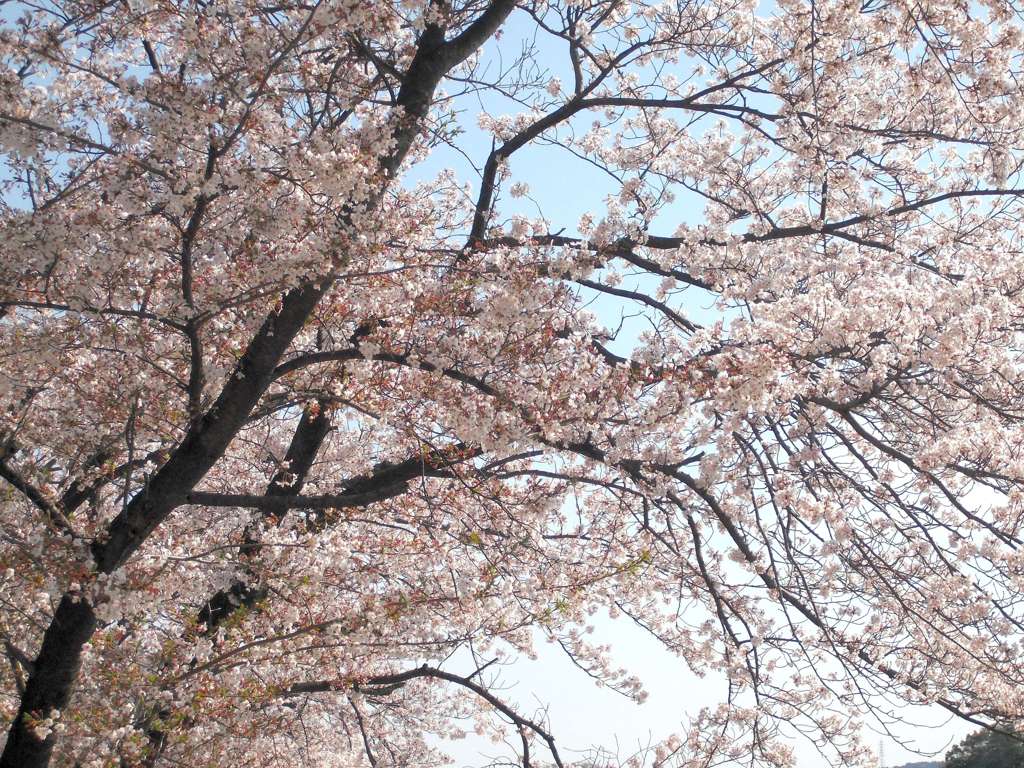 桜01
