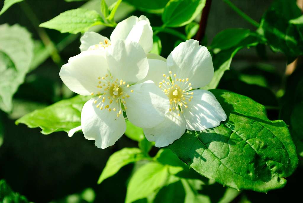 我が家の花壇-05
