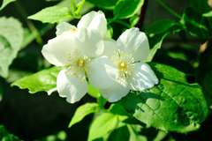 我が家の花壇-05