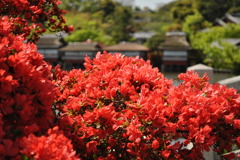 錦水亭をバックに