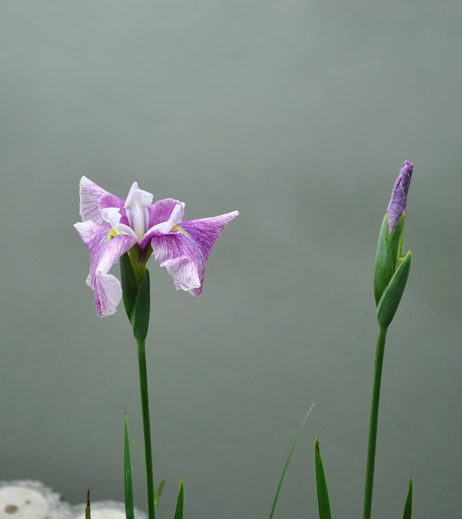 20100614花菖蒲_04