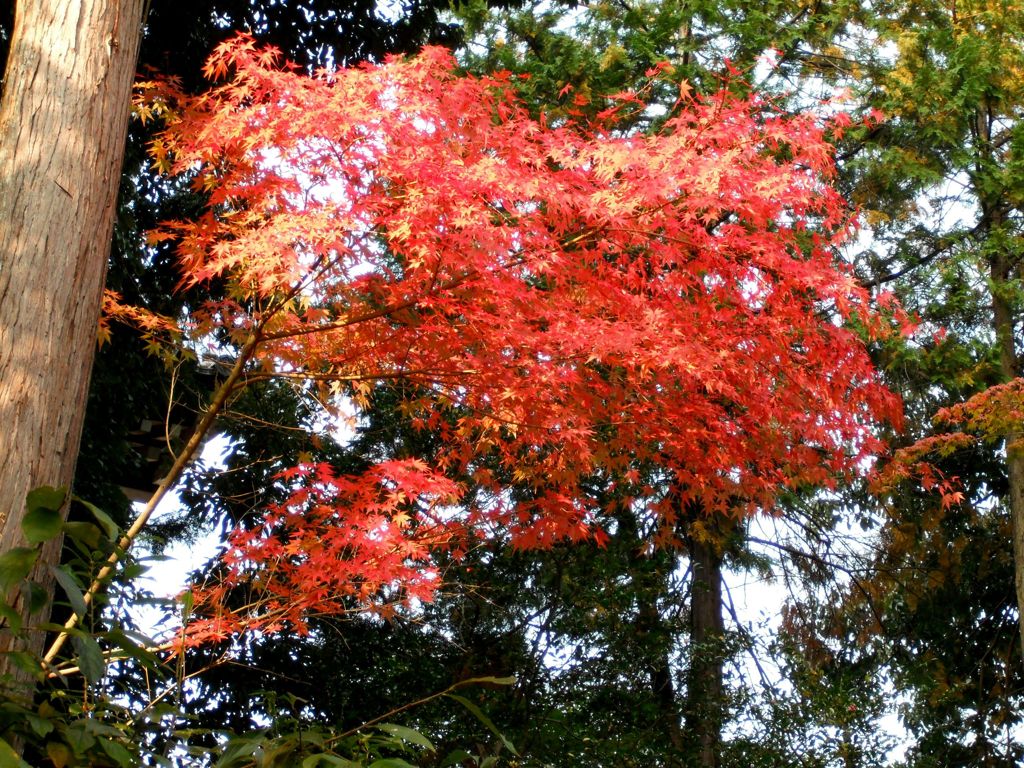 紅葉-03