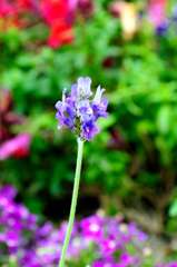 我が家の花壇-13