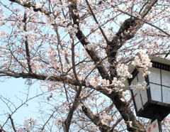 桜_09