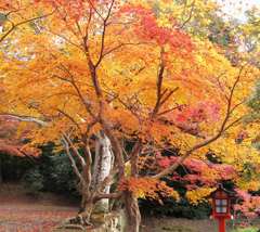 大原野神社_05