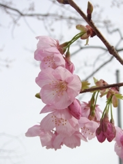桜-02