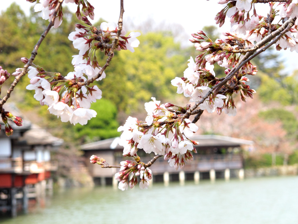 桜_06
