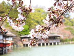 桜_06