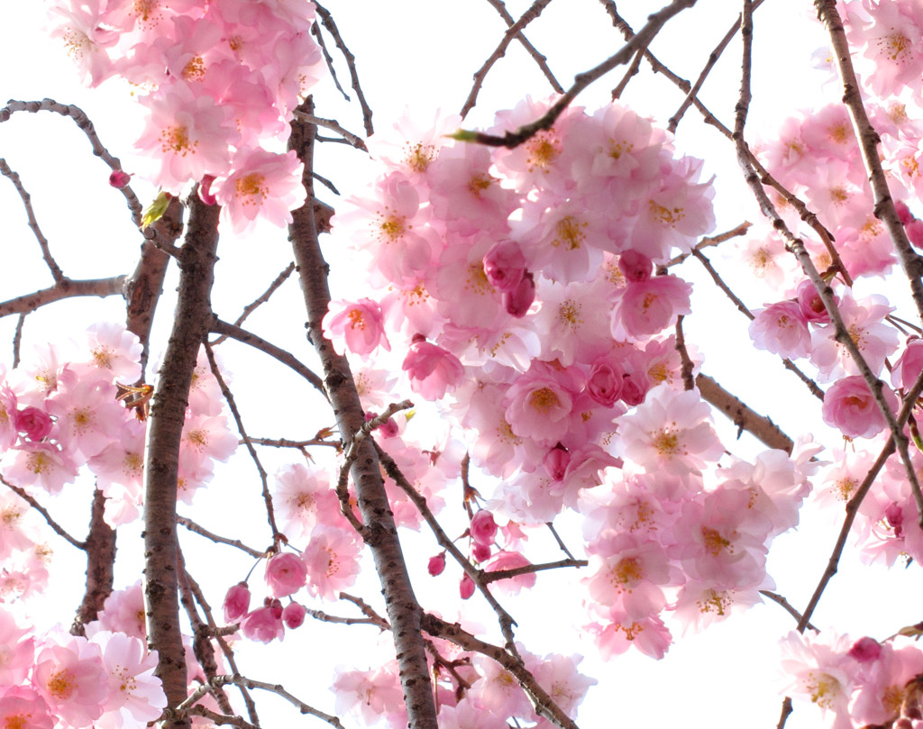 桜_08