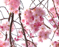 桜_08