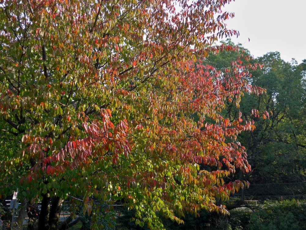 紅葉-03