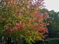 紅葉-03