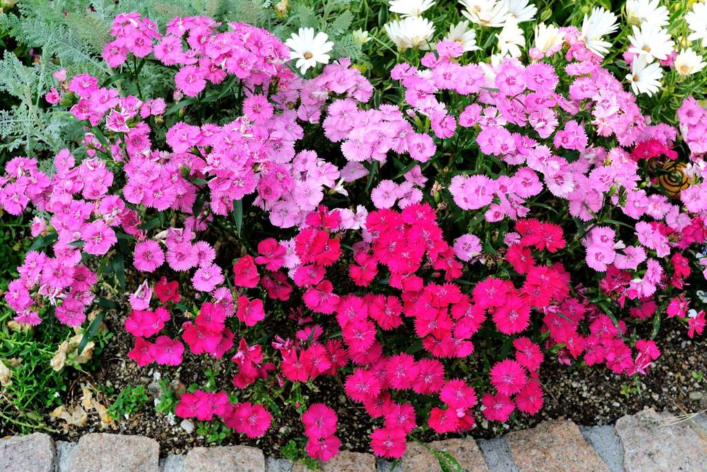 我が家の花壇-08