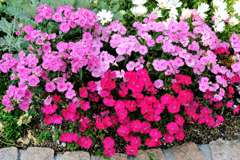 我が家の花壇-08