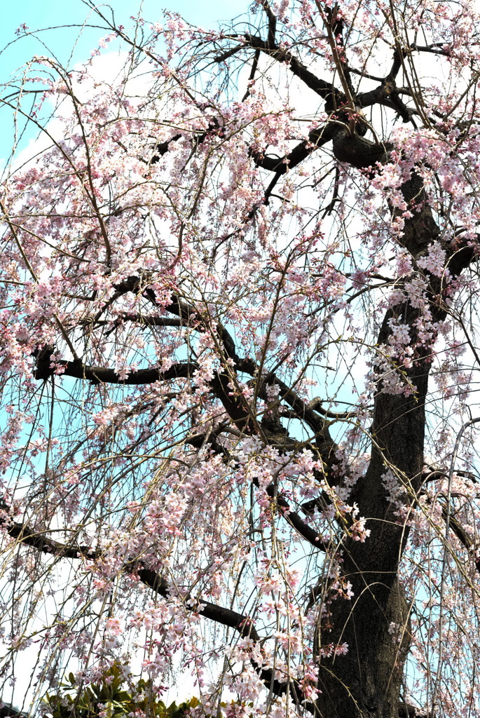 満開近いしだれ桜