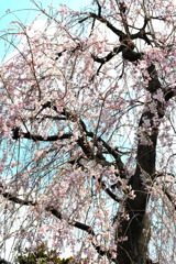 満開近いしだれ桜