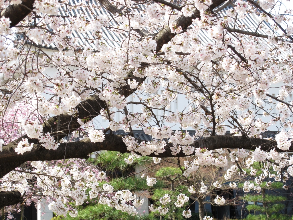 桜-07