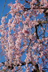 枝垂桜_02