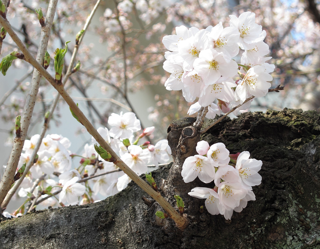 桜_02