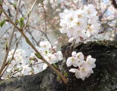 桜_02