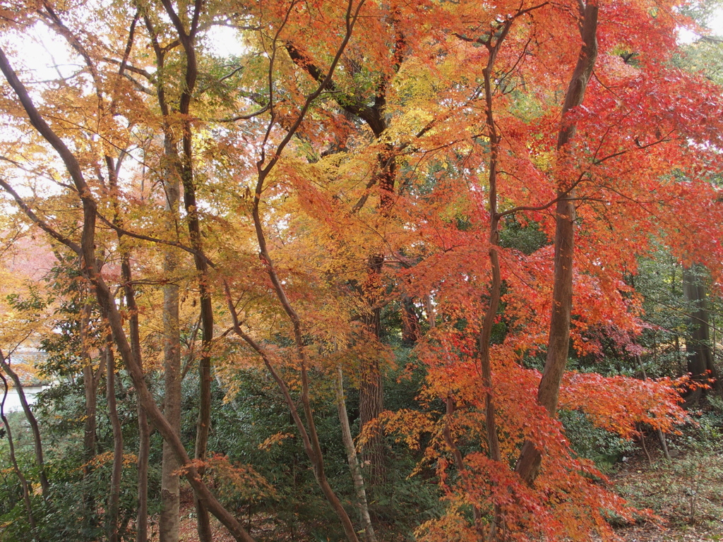 光明寺-01