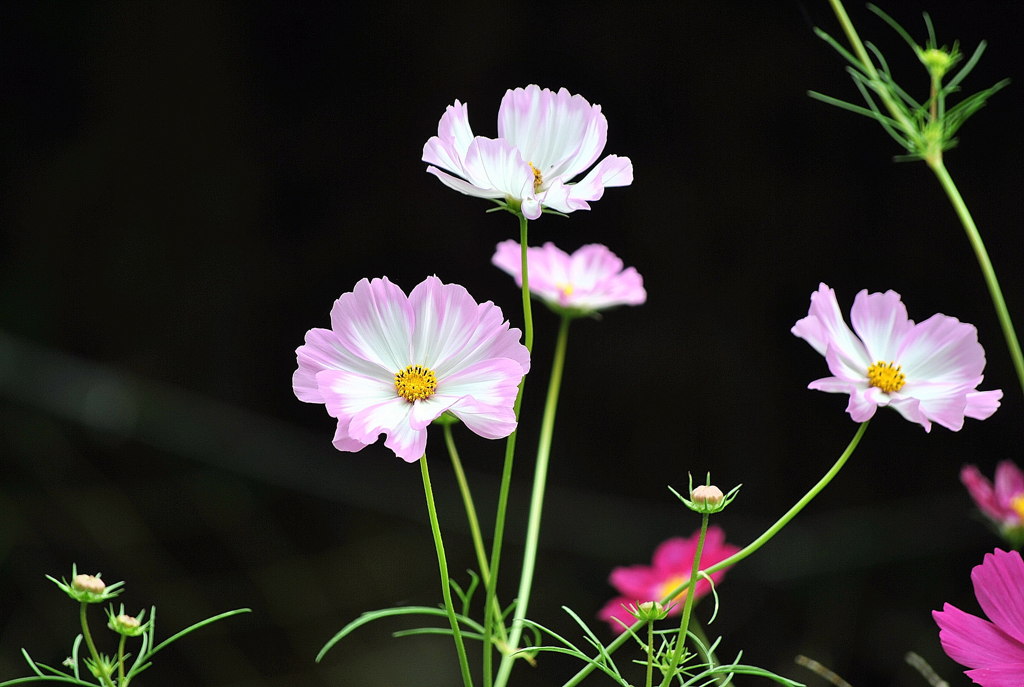 コスモス