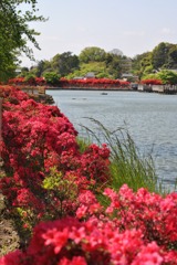 キリシマツツジ