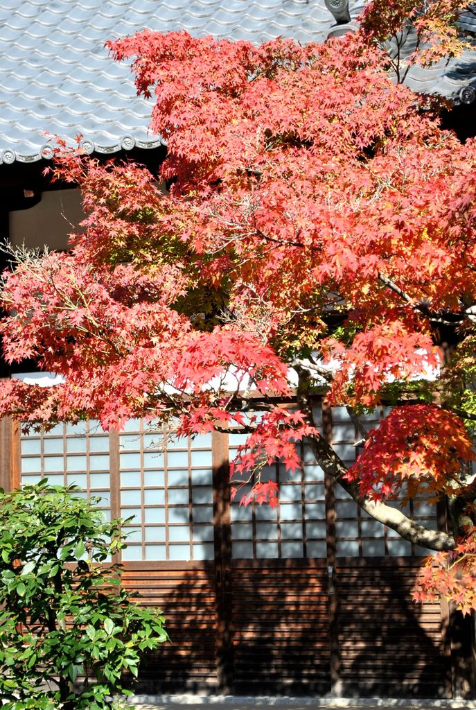 光明寺　紅葉06