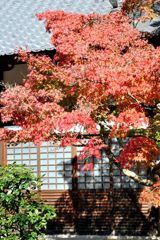 光明寺　紅葉06