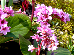 春の花