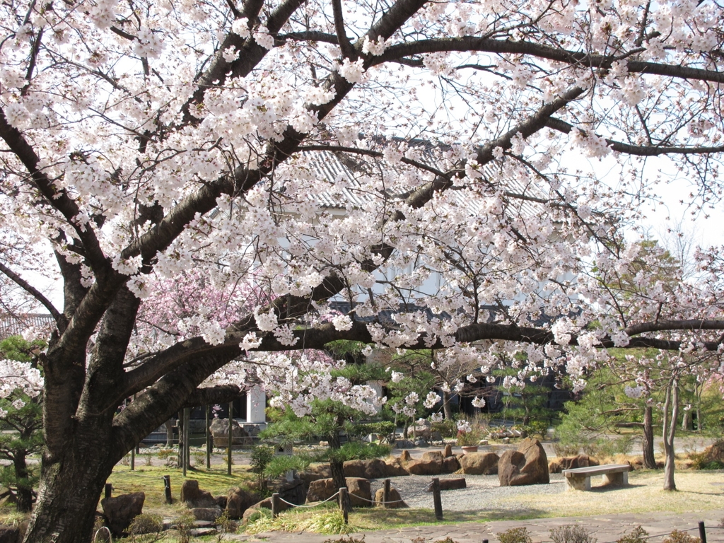 桜-06