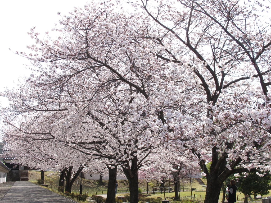 桜-05