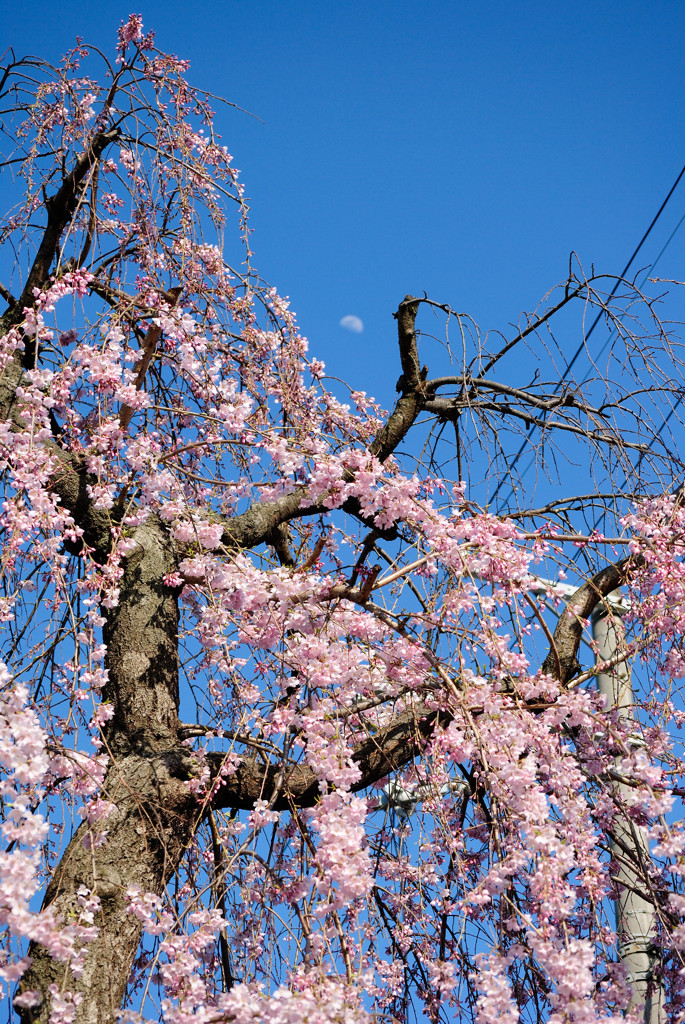 枝垂桜_01